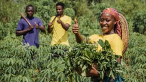 small scale farming in uganda. a black woman and two black men in a cassava plantation.